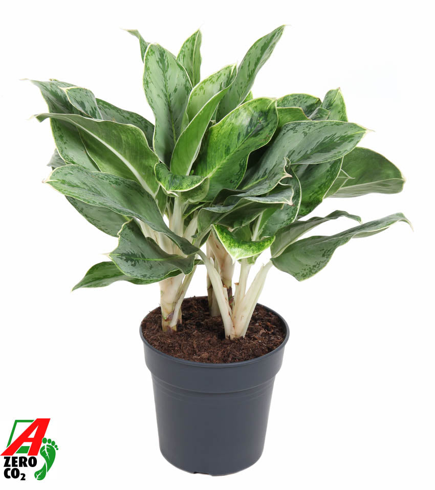 Ammerlaan Green Innovator Aglaonema Hybrid Pack of 1