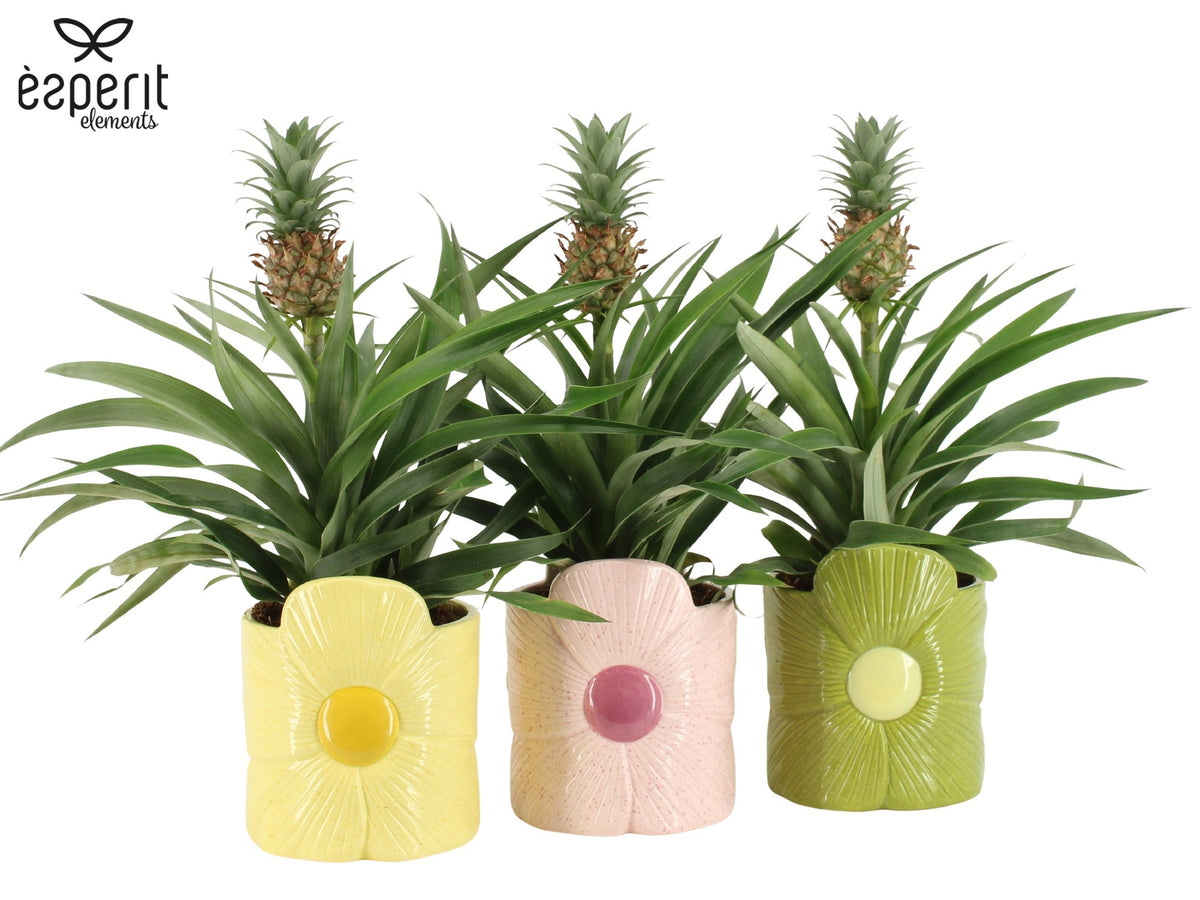 Ananas Mi Amigo 40cm 12cm Pot