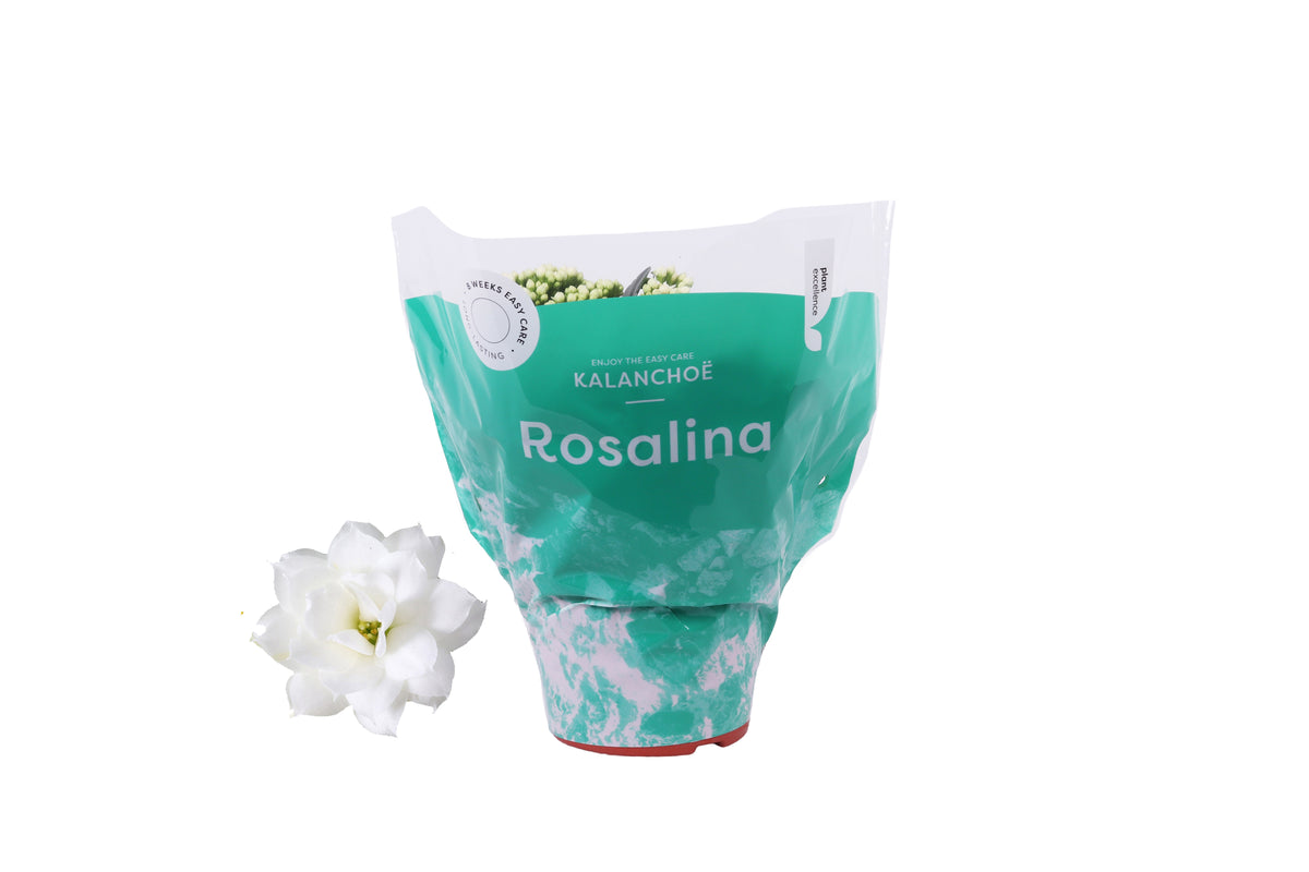 Kalanchoe Rosalina Don Dione 27cm 15cm Pot