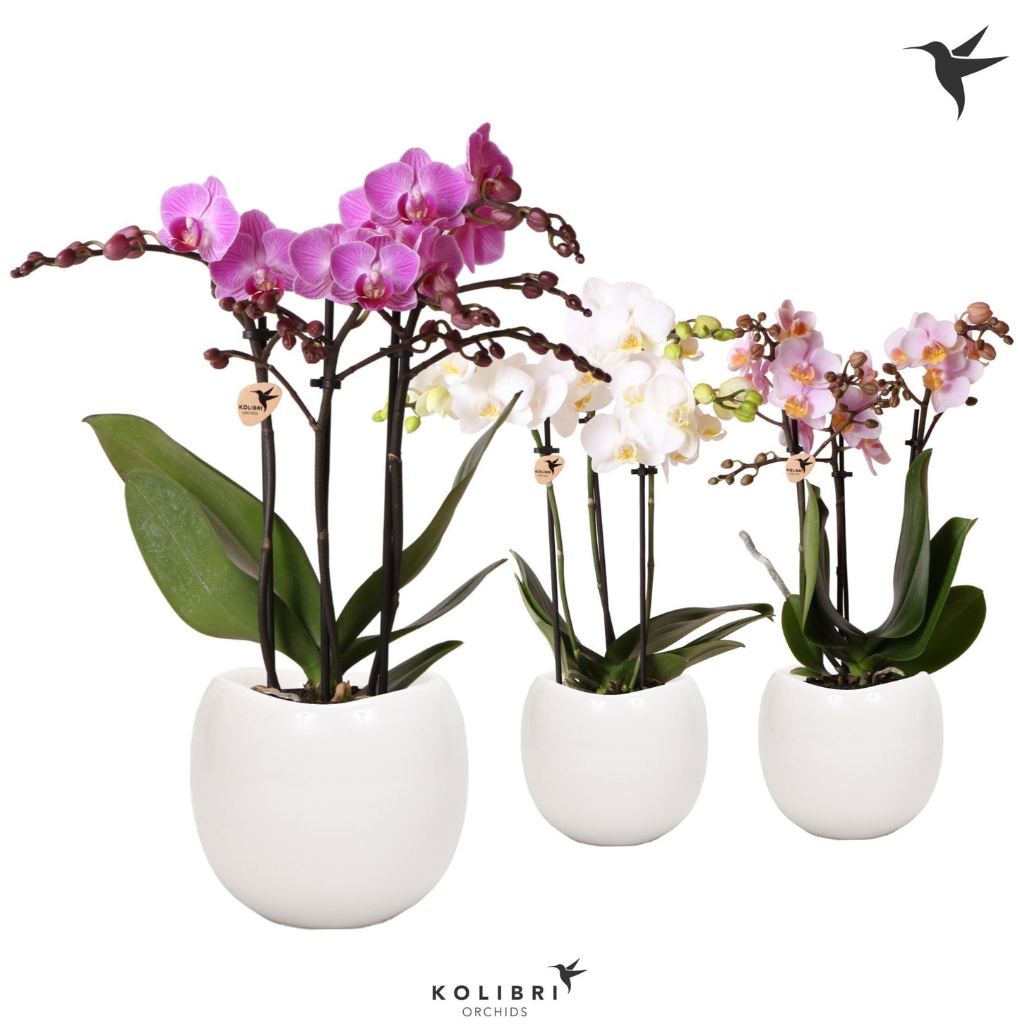 OK Plant Phalaenopsis mf. mix (+ drp.ceramic) Pack of 6