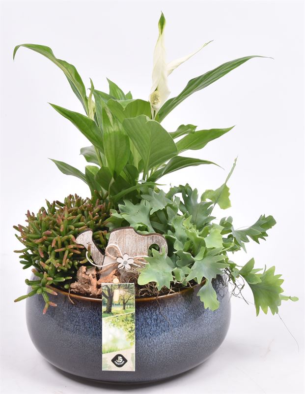Indoor arrangement 19cm Pot