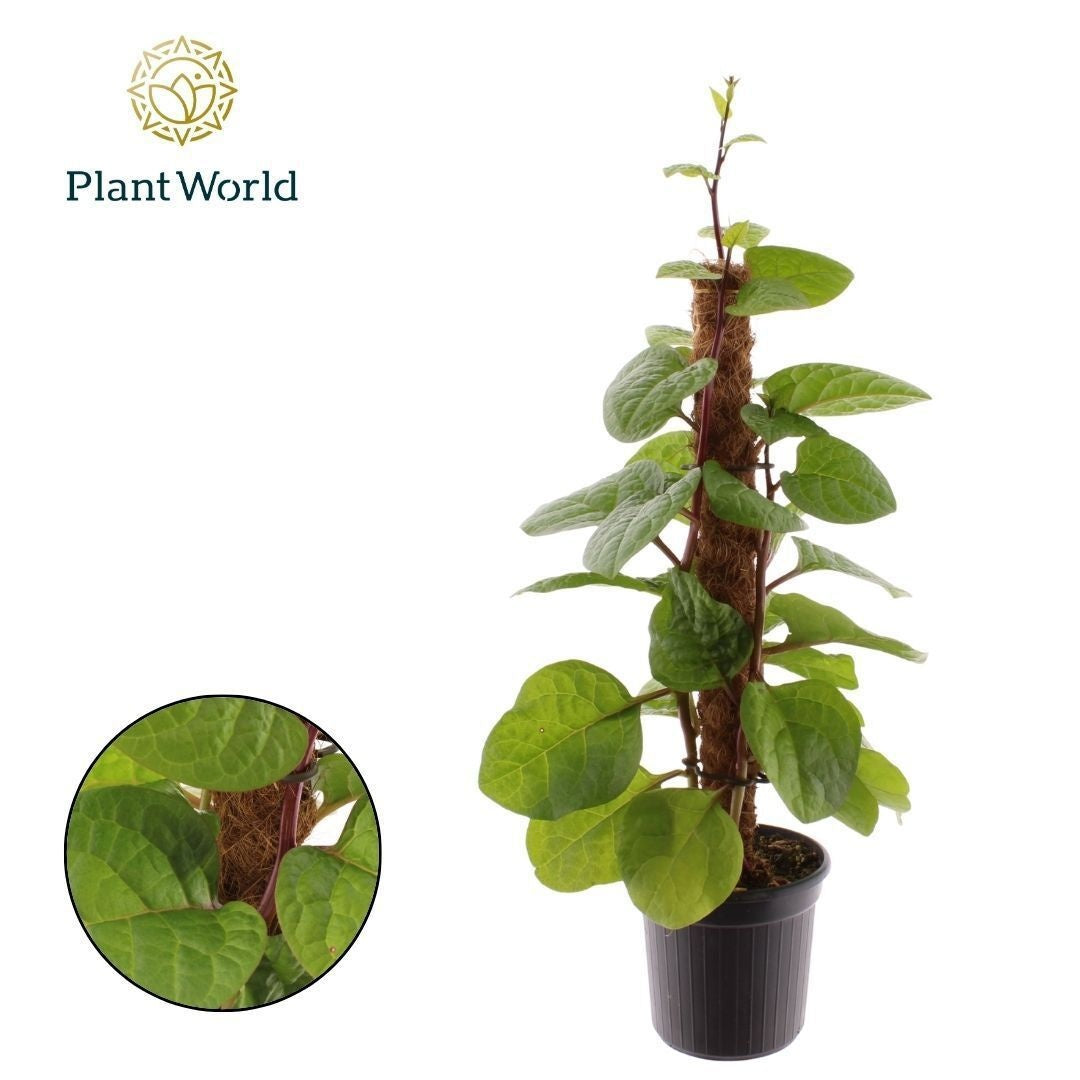 Basella alba Rosebud 60cm 16cm Pot