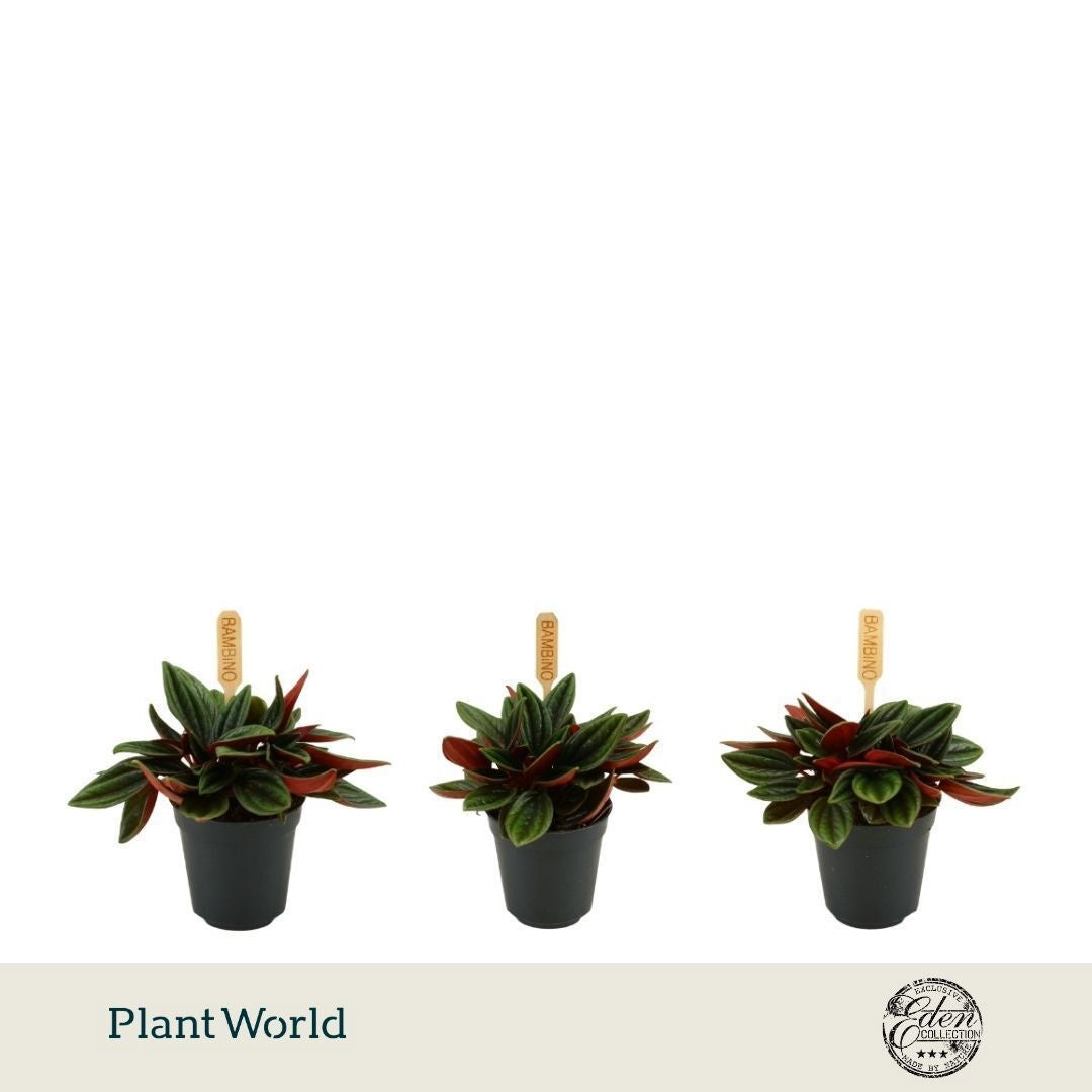 Plantworld Smit Kwekerij Peperomia Rosso Pack of 12