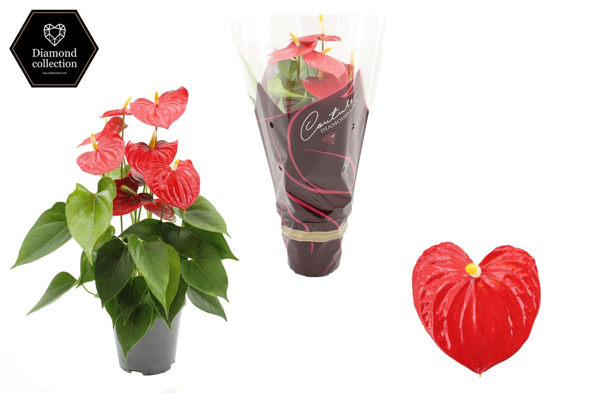 Anthurium Esudo 45cm 14cm Pot