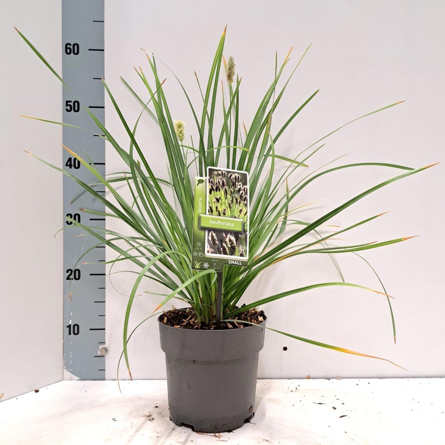 Sesleria caerulea 55cm 17cm Pot