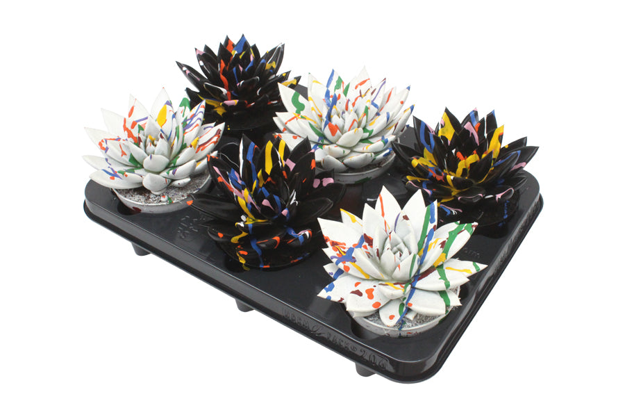 Echeveria colored Splash black&white 13cm 510cm Pot