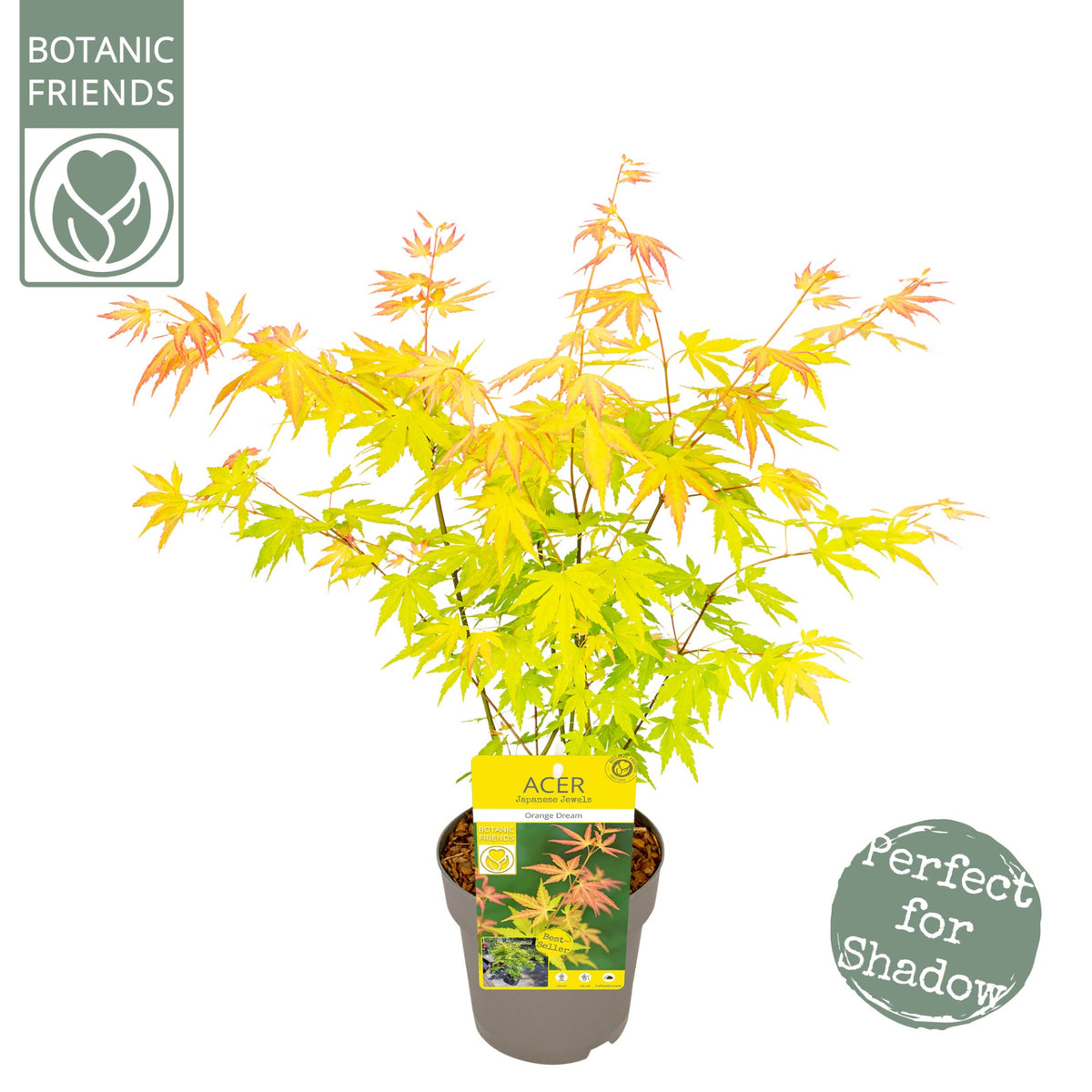 Acer Orange Dream 45cm 15cm Pot