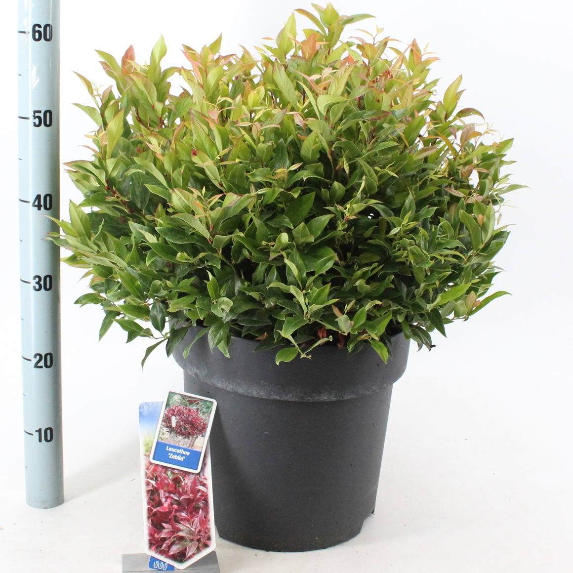 Leucothoe Zeblid 50cm 32cm Pot