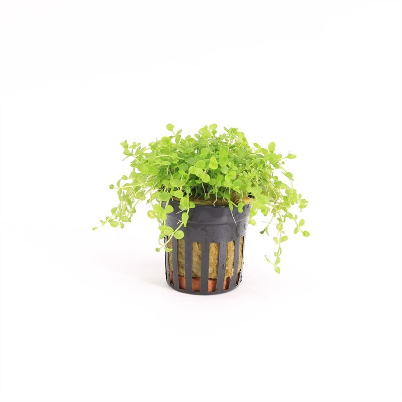 Micranthemum micrantemoides 10cm 5cm Pot