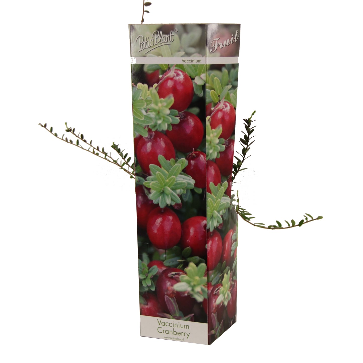 Valk BV Patioplant Vaccinium macrocarpon Cranberry Pack of 12