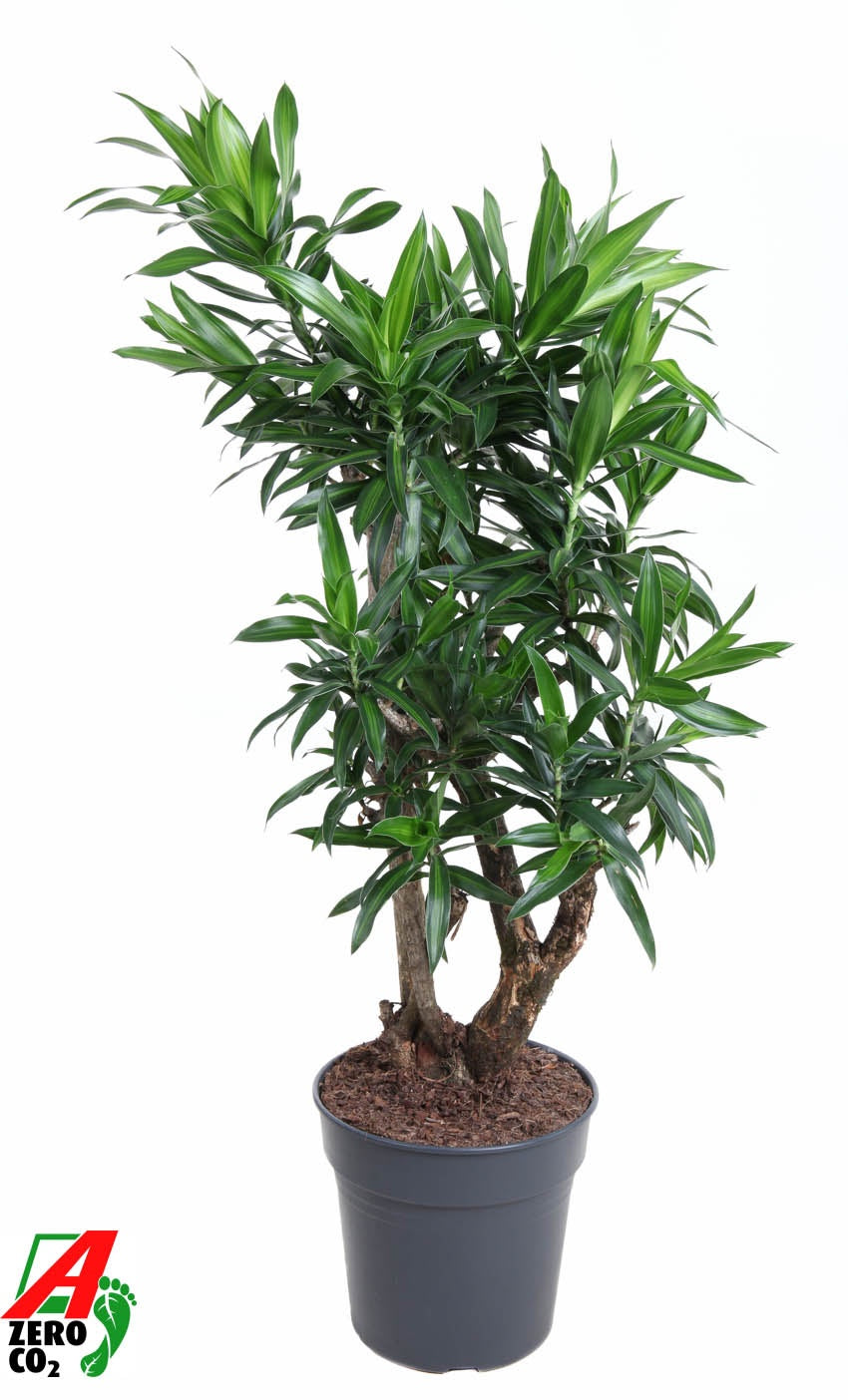 Dracaena ref Song of Jamaica 120cm 27cm Pot