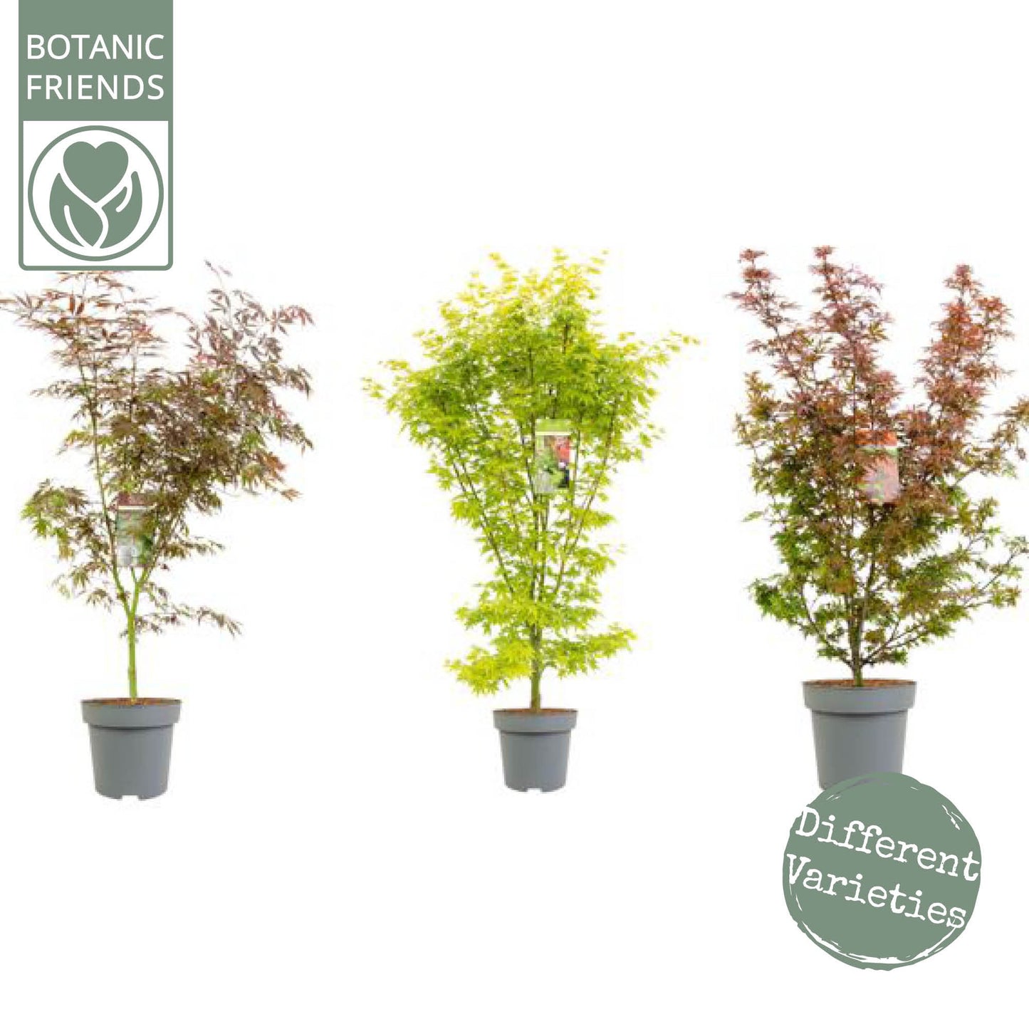 Acer palmatum 150cm 30cm Pot