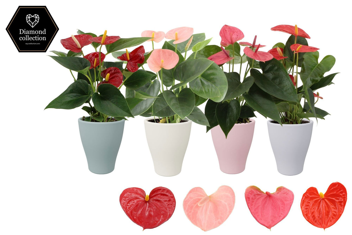 Anthurium mix 25cm 9cm Pot