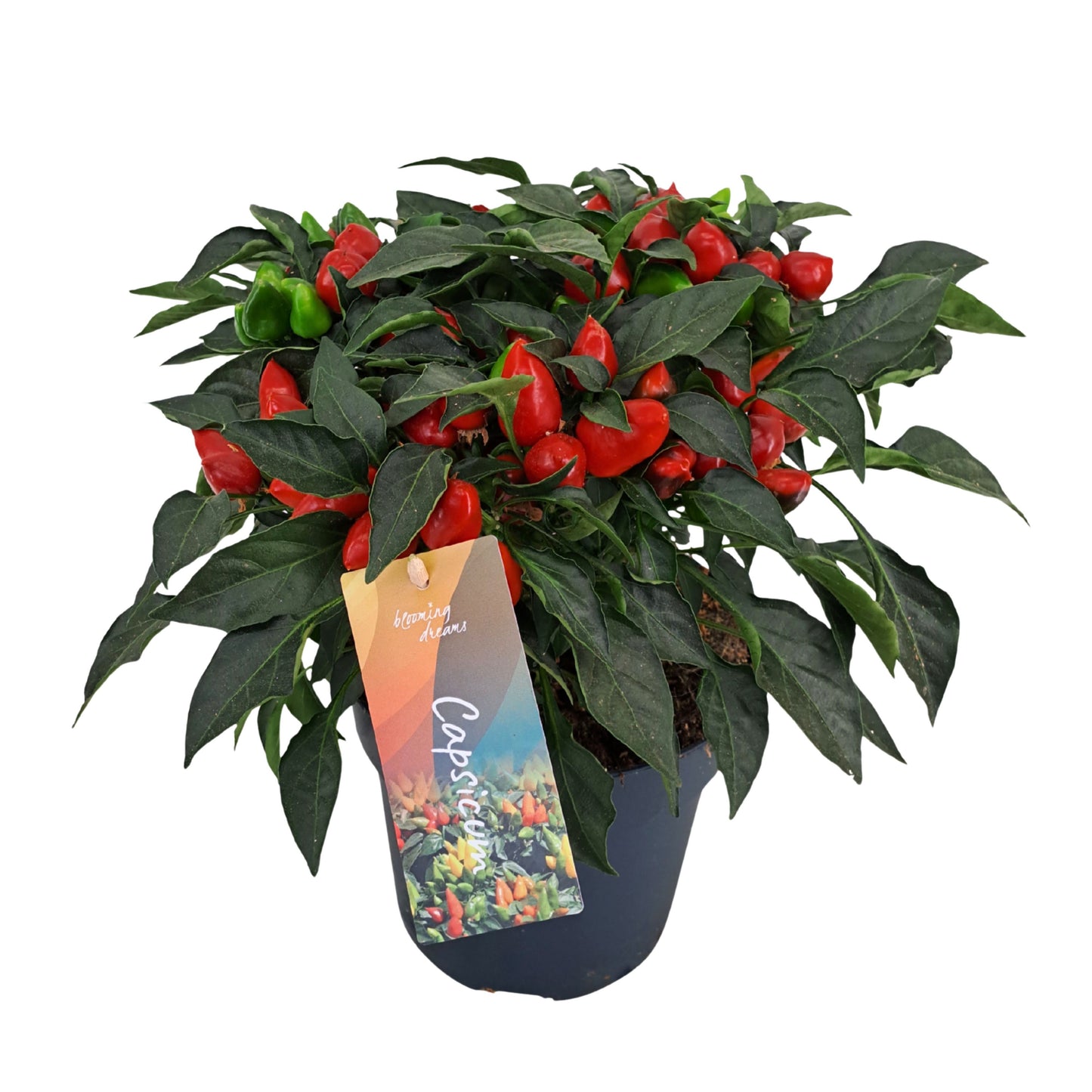 AltaNova Capsicum ann. Mambo Red Pack of 6