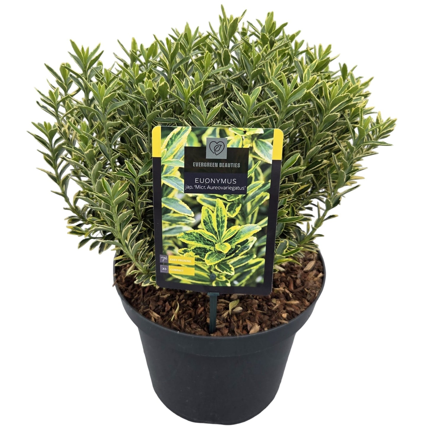 Euonymus japonicus Microphyllus Aureovariegatus 40cm 26cm Pot