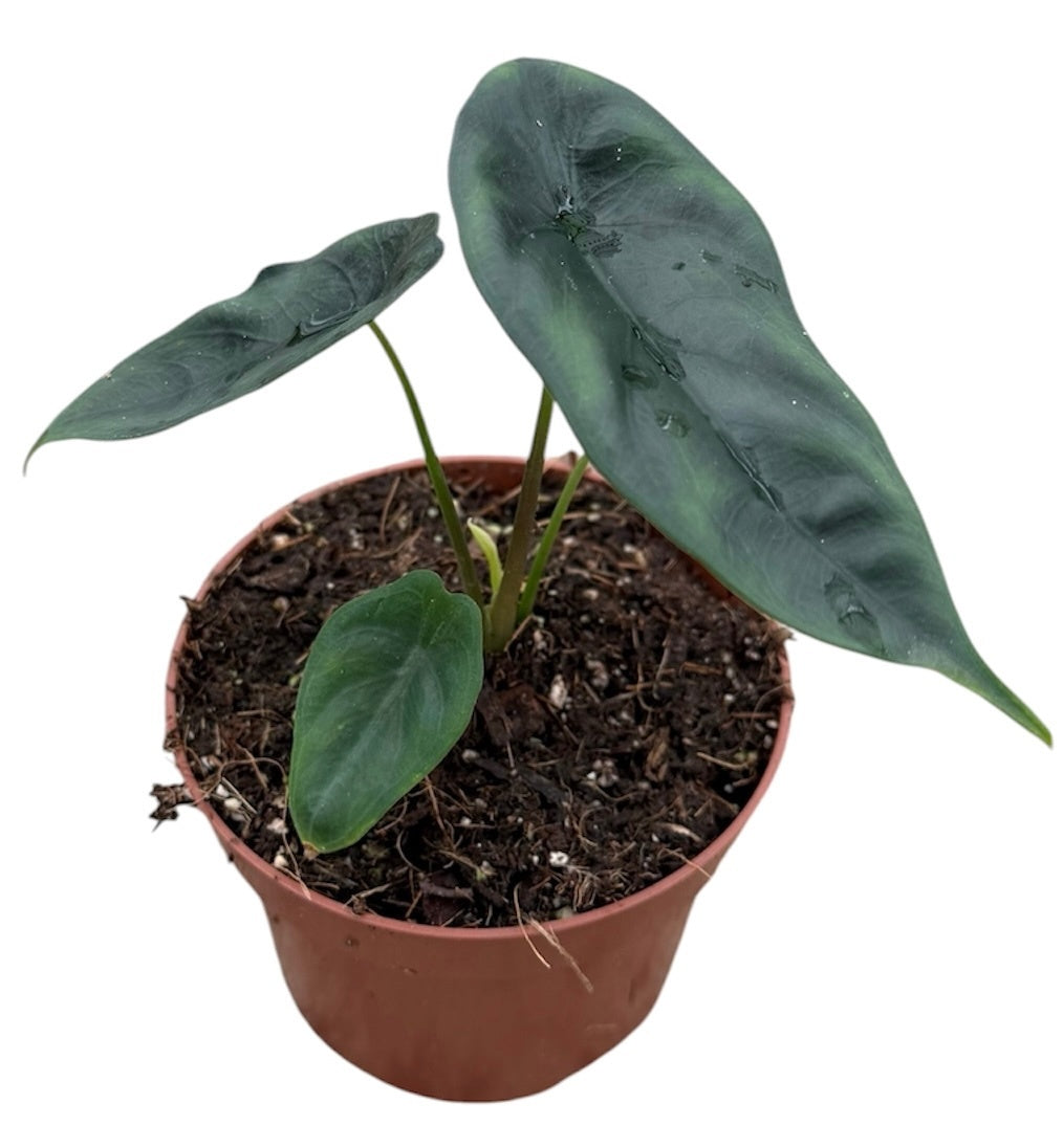 Alocasia amazonica 15cm 10.5cm Pot