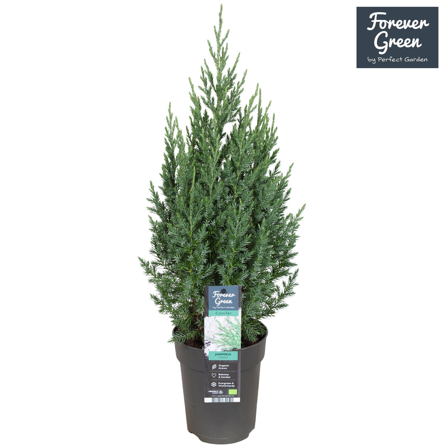 Juniperus Stricta 60cm 15cm Pot