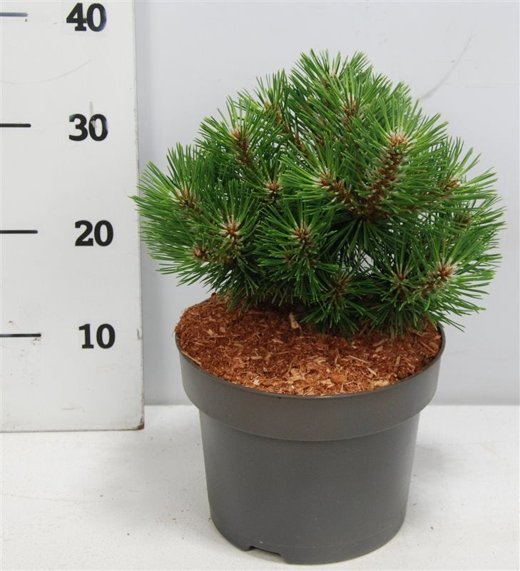 Pinus nigra Nana 30cm 23cm Pot