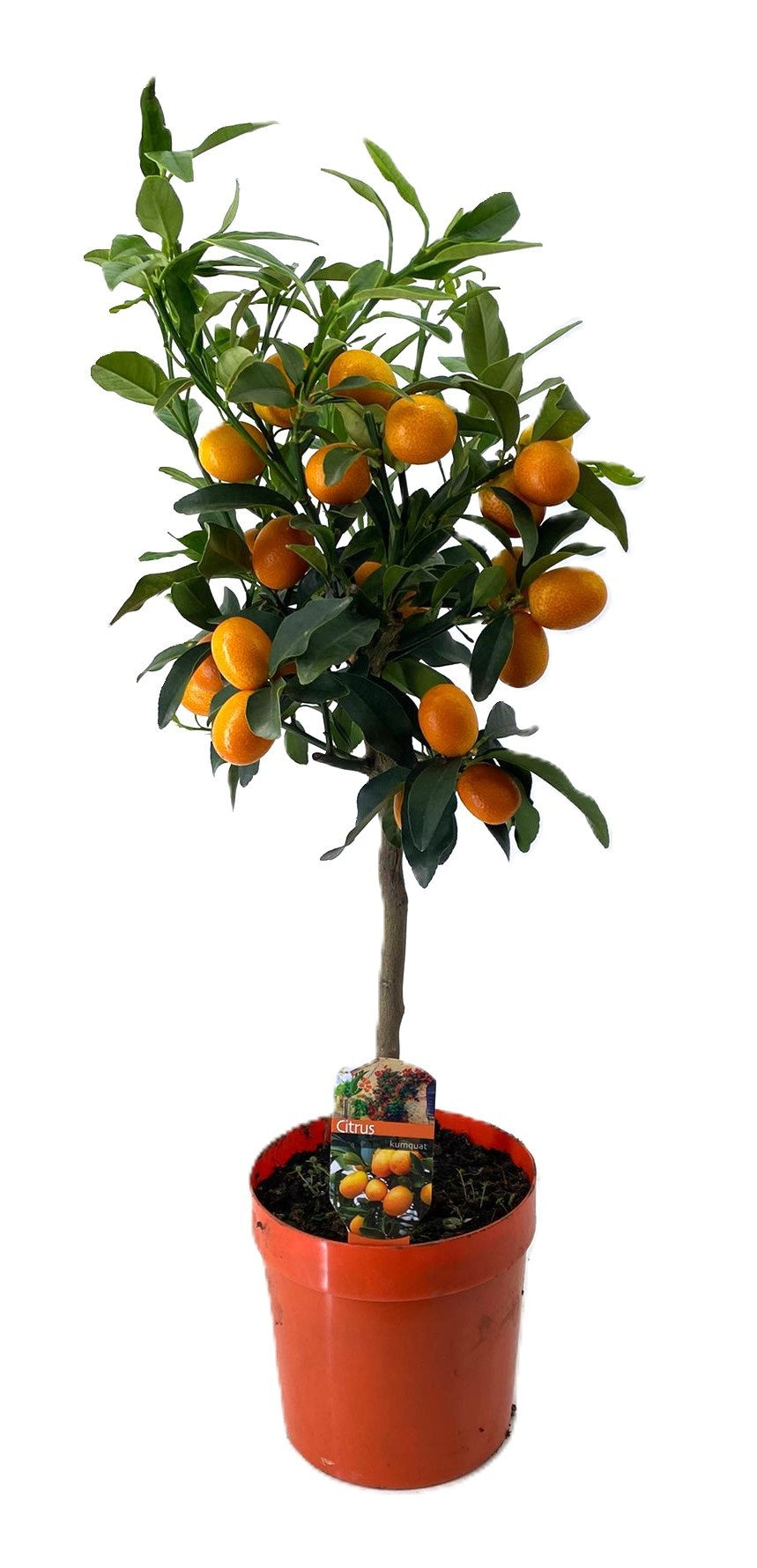 Citrus margarita 70cm 19cm Pot