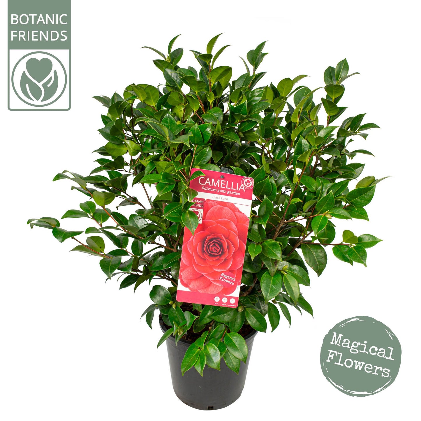 Camelia variable mix 85cm 24cm Pot