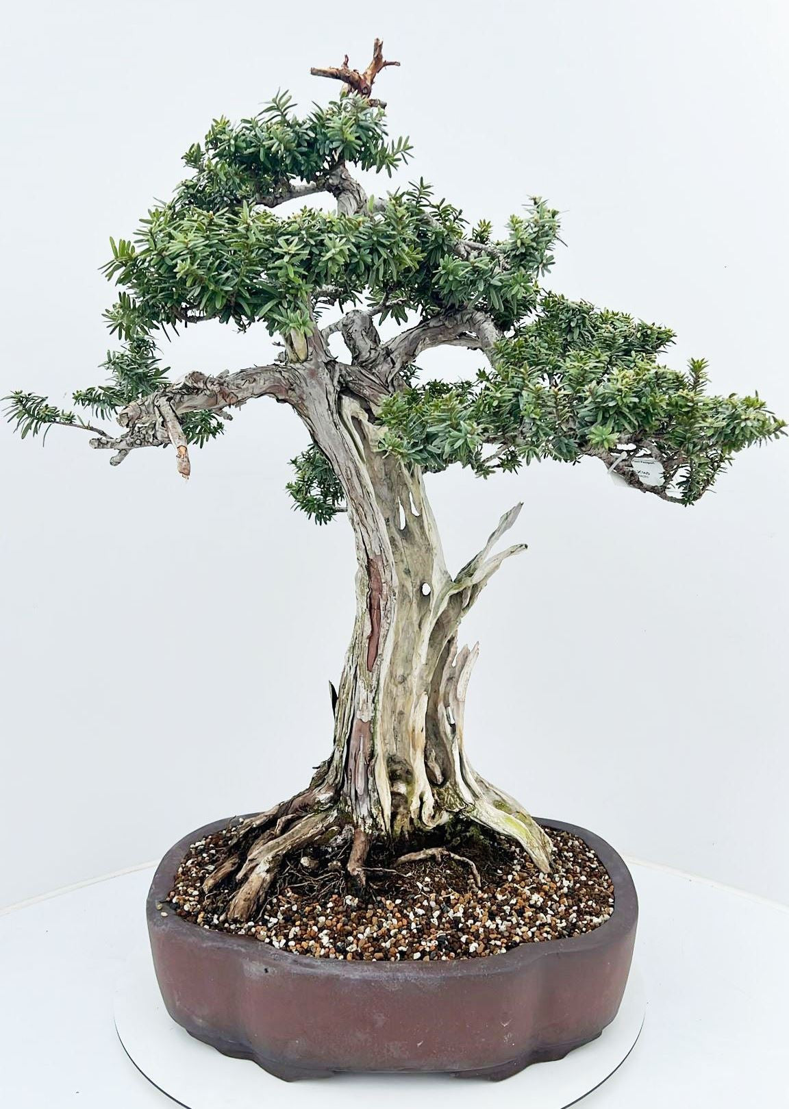Taxus cuspidata 95cm 45cm Pot