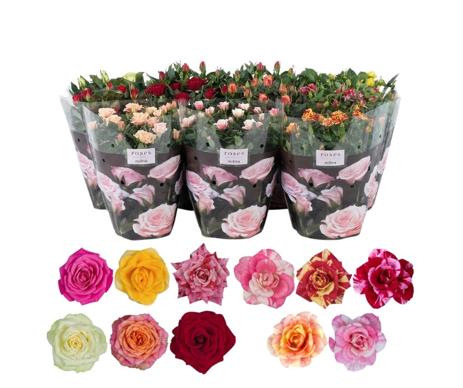 Rosa Patiohit mix 37cm 23cm Pot