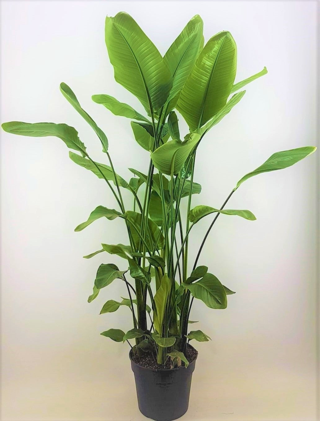 Strelitzia nicolai 628cm 38cm Pot