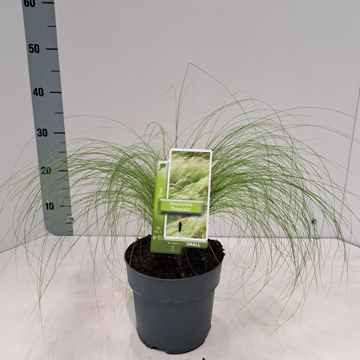 Stipa Ponytails 30cm 17cm Pot