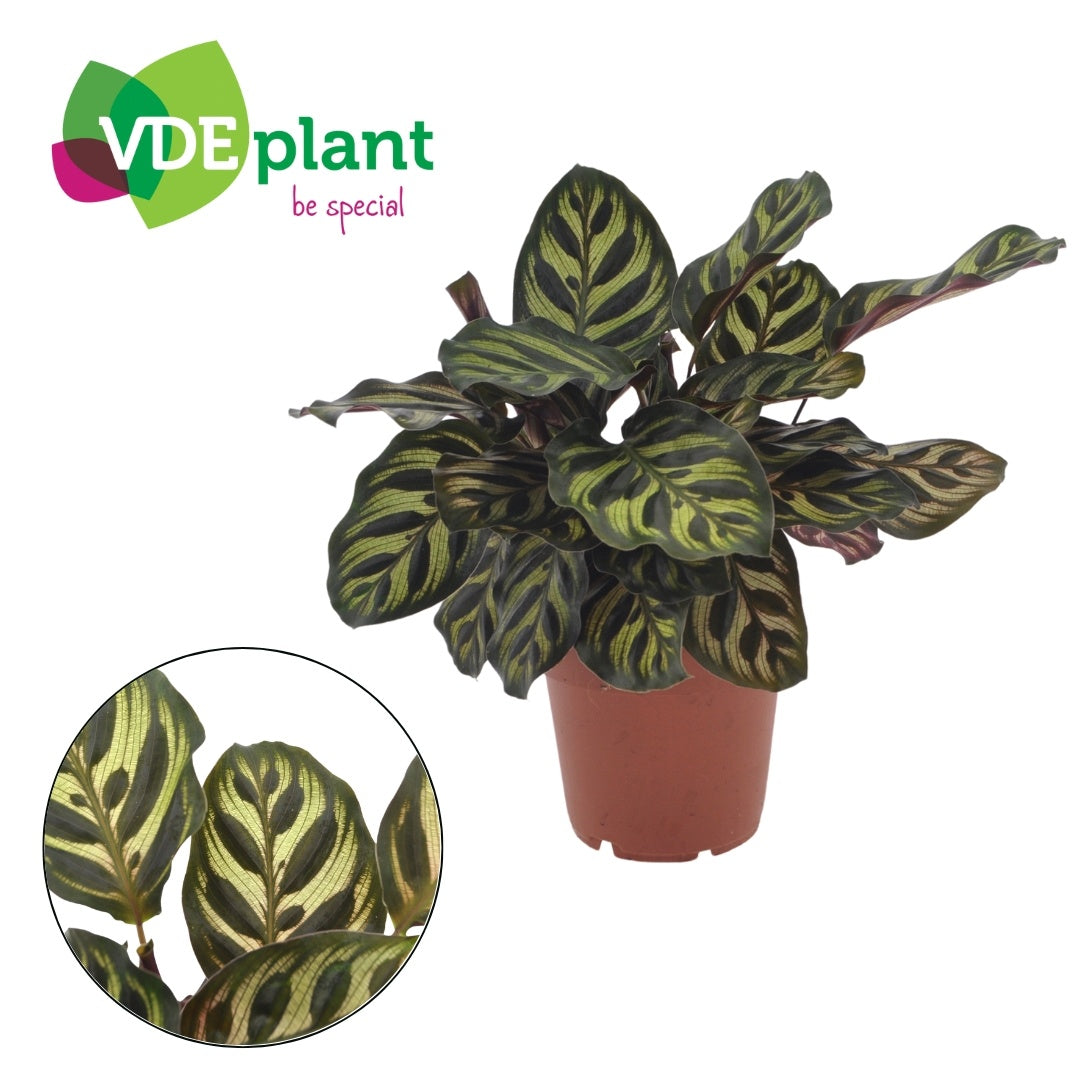 Calathea makoyana 25cm 12cm Pot