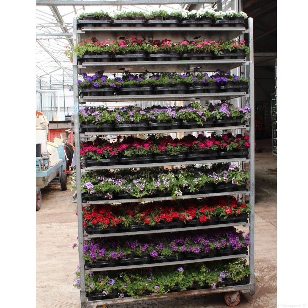 Verbena Magelana mix CC 15cm 510cm Pot