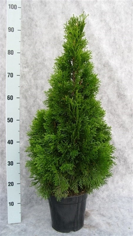 Thuja occidentalis Smaragd 95cm 21cm Pot