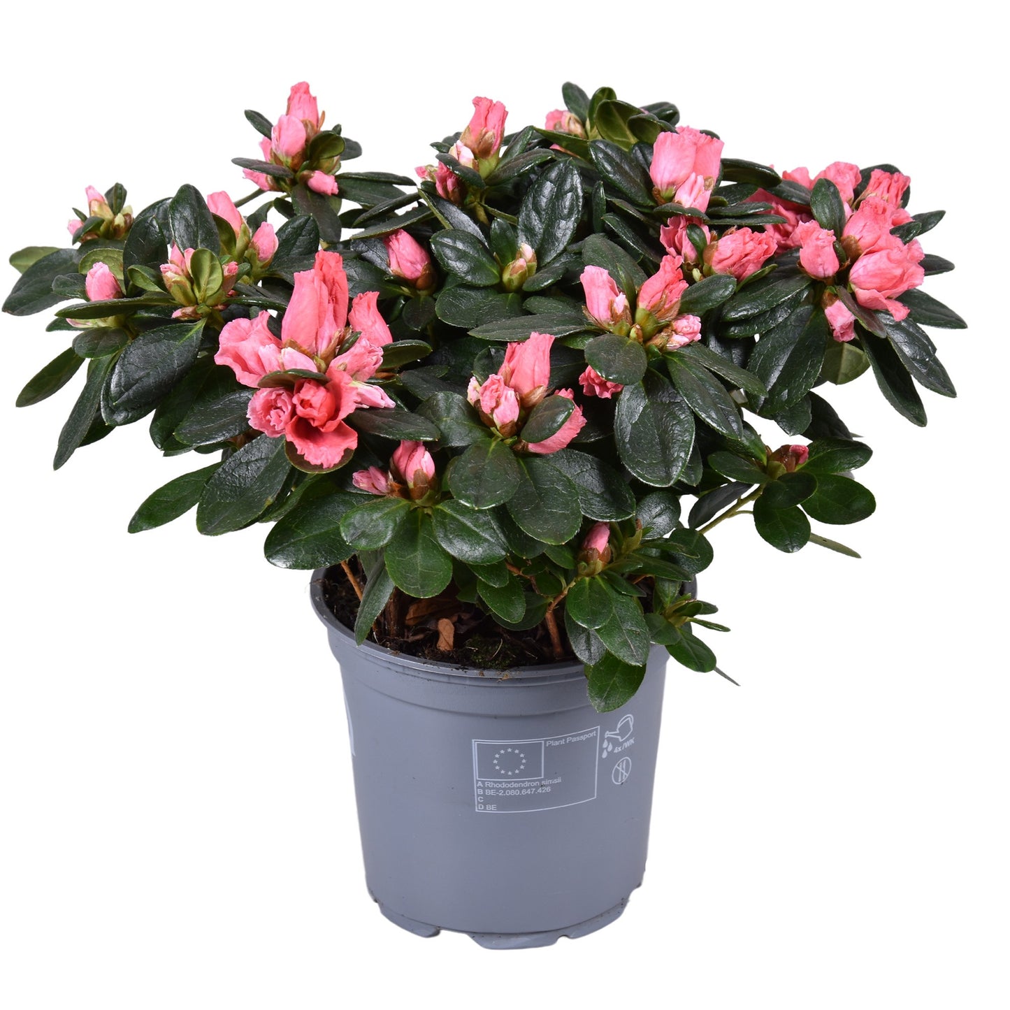Meerrust Vof Rhododendron Vogel Salmon Pack of 8