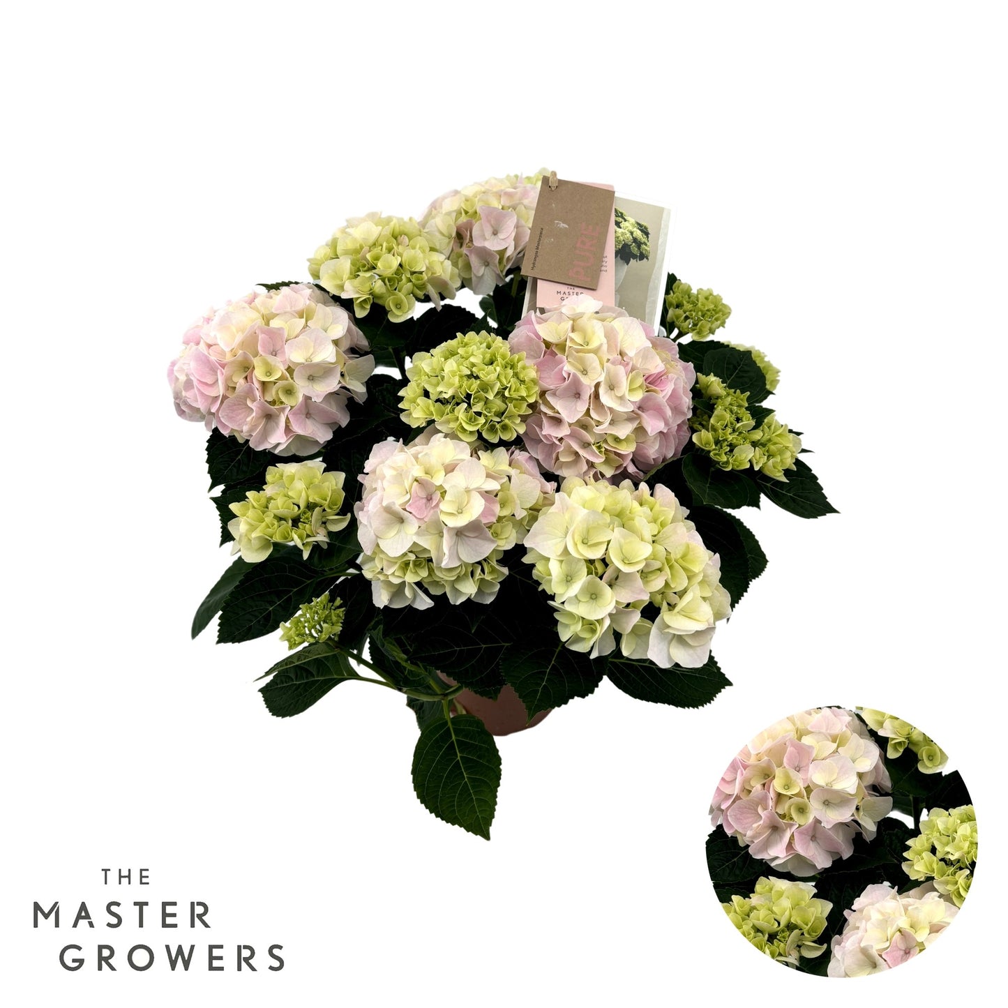 Hydrangea macr. Hi Diamond 40cm 14cm Pot