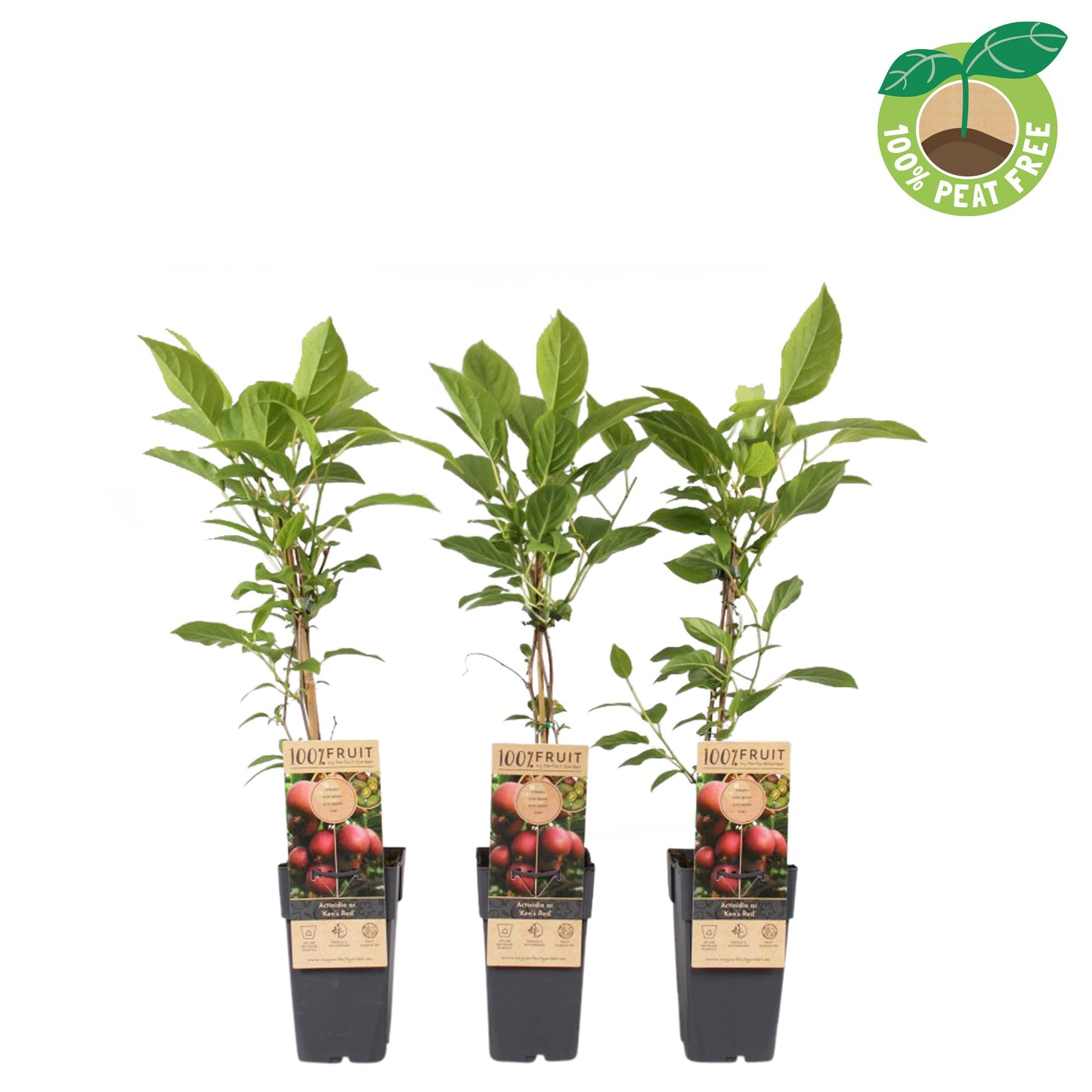 Streng Growers B.V. Actinidia arg. Ken's red Pack of 10