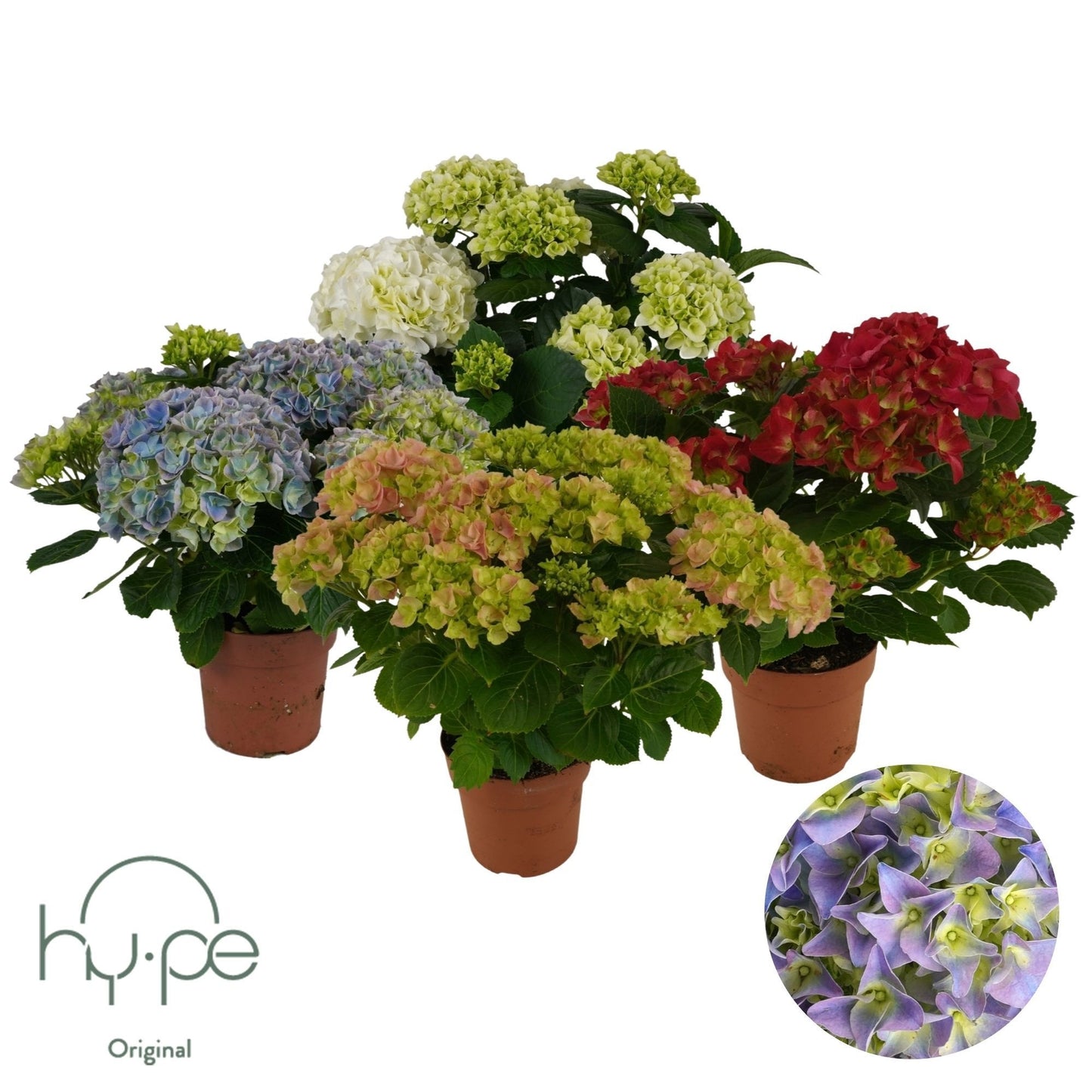 Schie, Sjaak van Hydrangea macrophylla mix Pack of 6