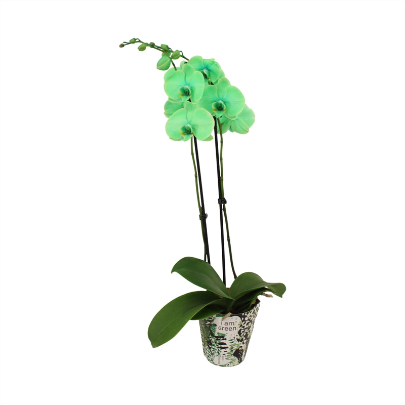 Phalaenopsis Hybrid 55cm 12cm Pot