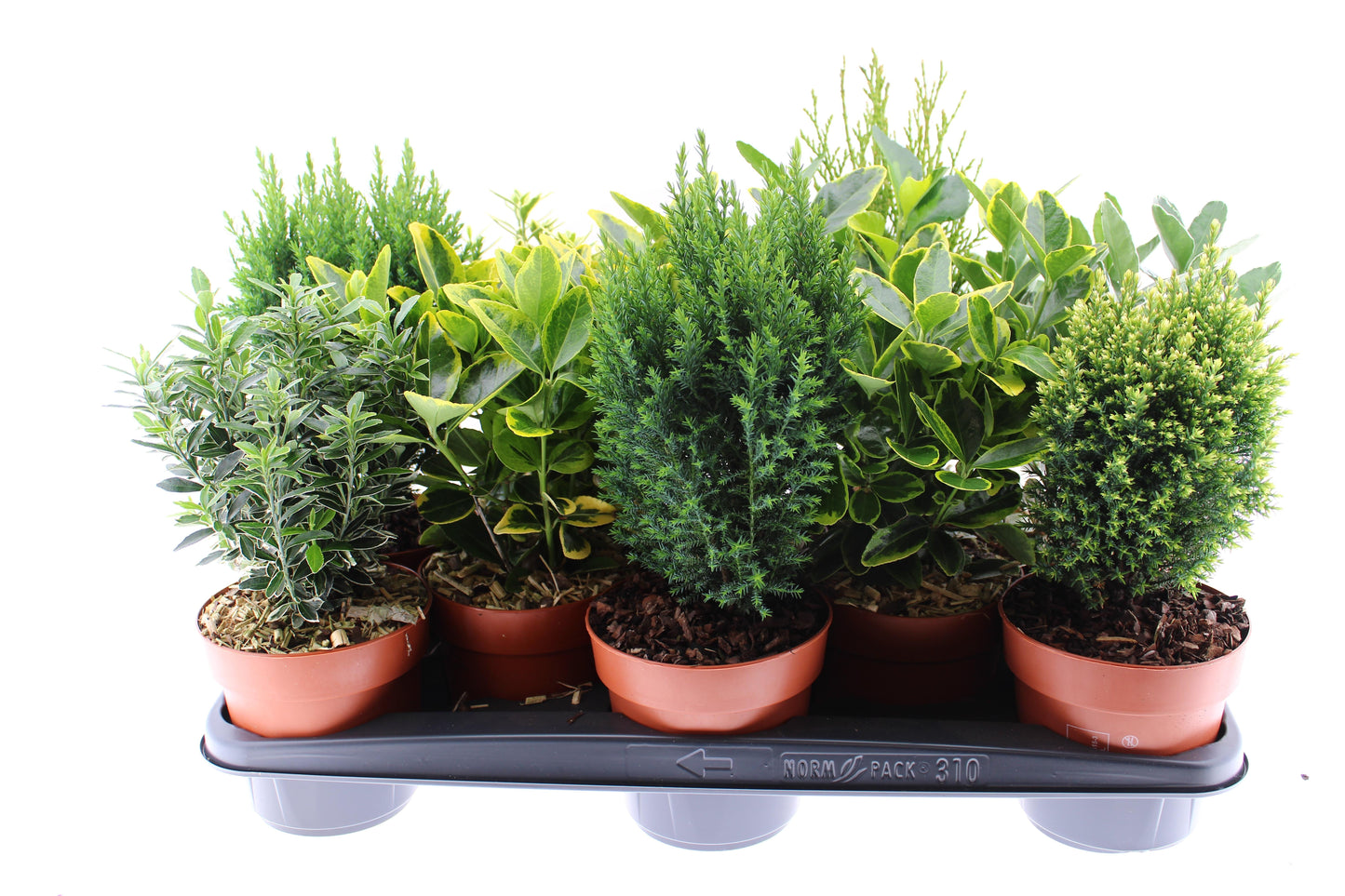 Conifer & shrub mix 40cm 13cm Pot