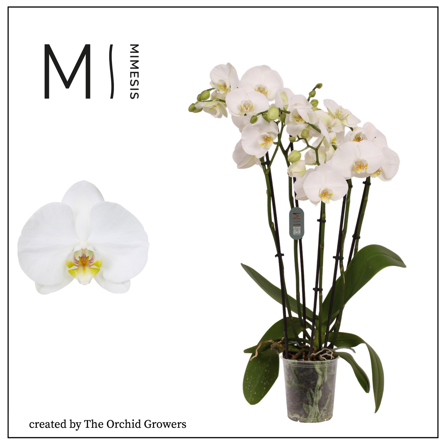 Riza Ter Laak Orchios Phalaenopsis Nottingham Pack of 6