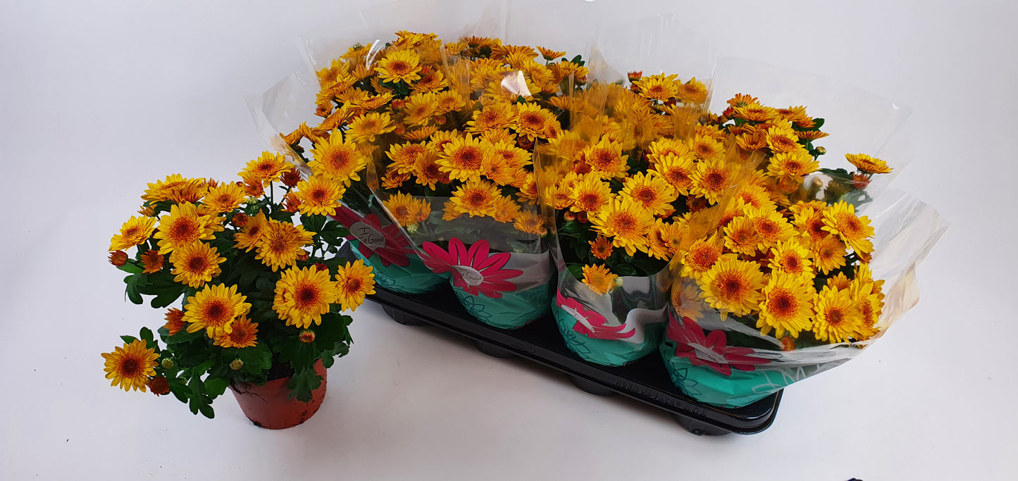 Chrysanthemum Splash Yellow 27cm 14cm Pot