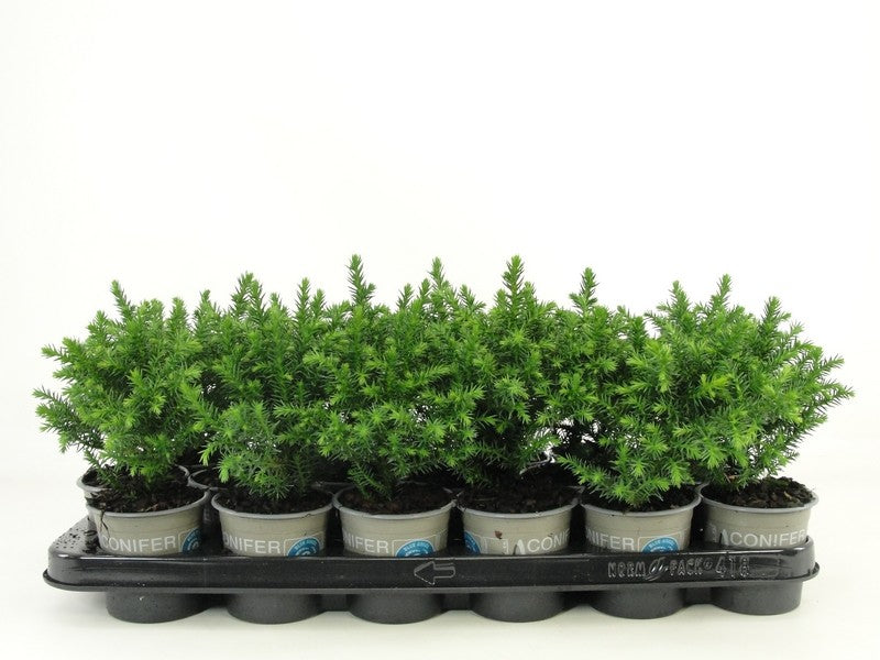 Cryptomeria jap. Green Pearl 15cm 9cm Pot