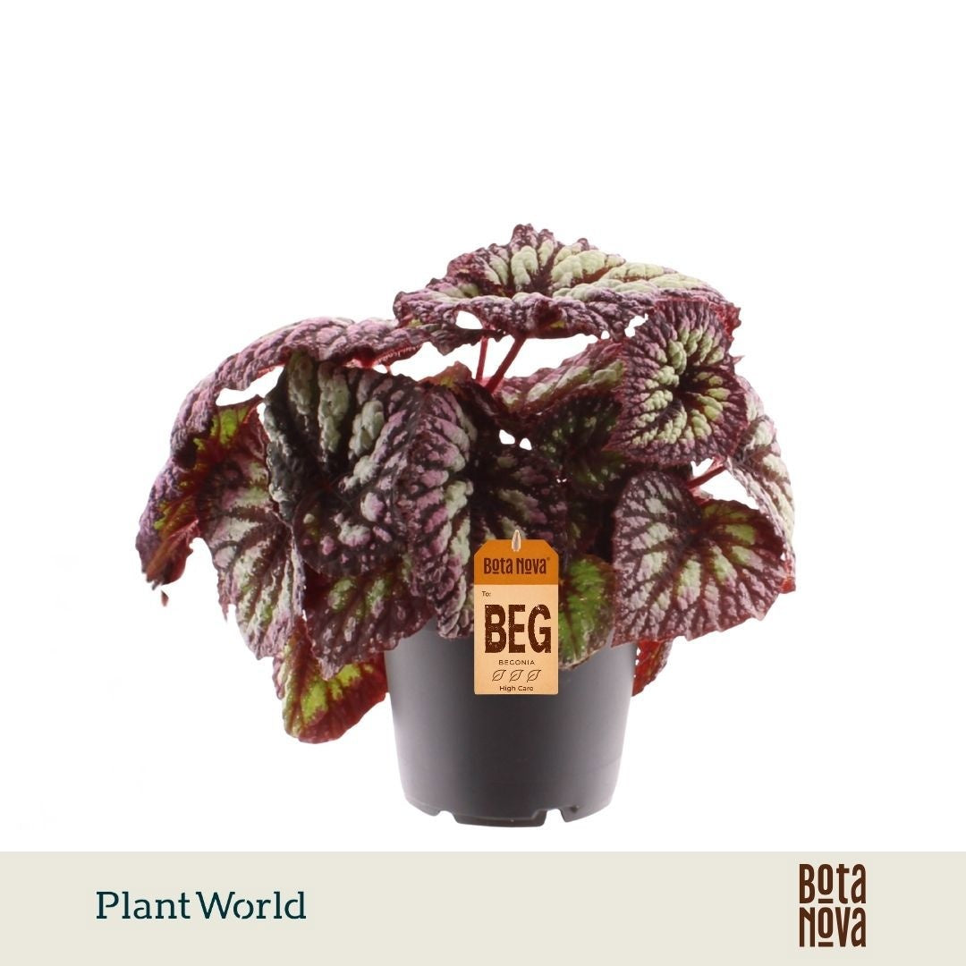 Begonia rex 25cm 12cm Pot