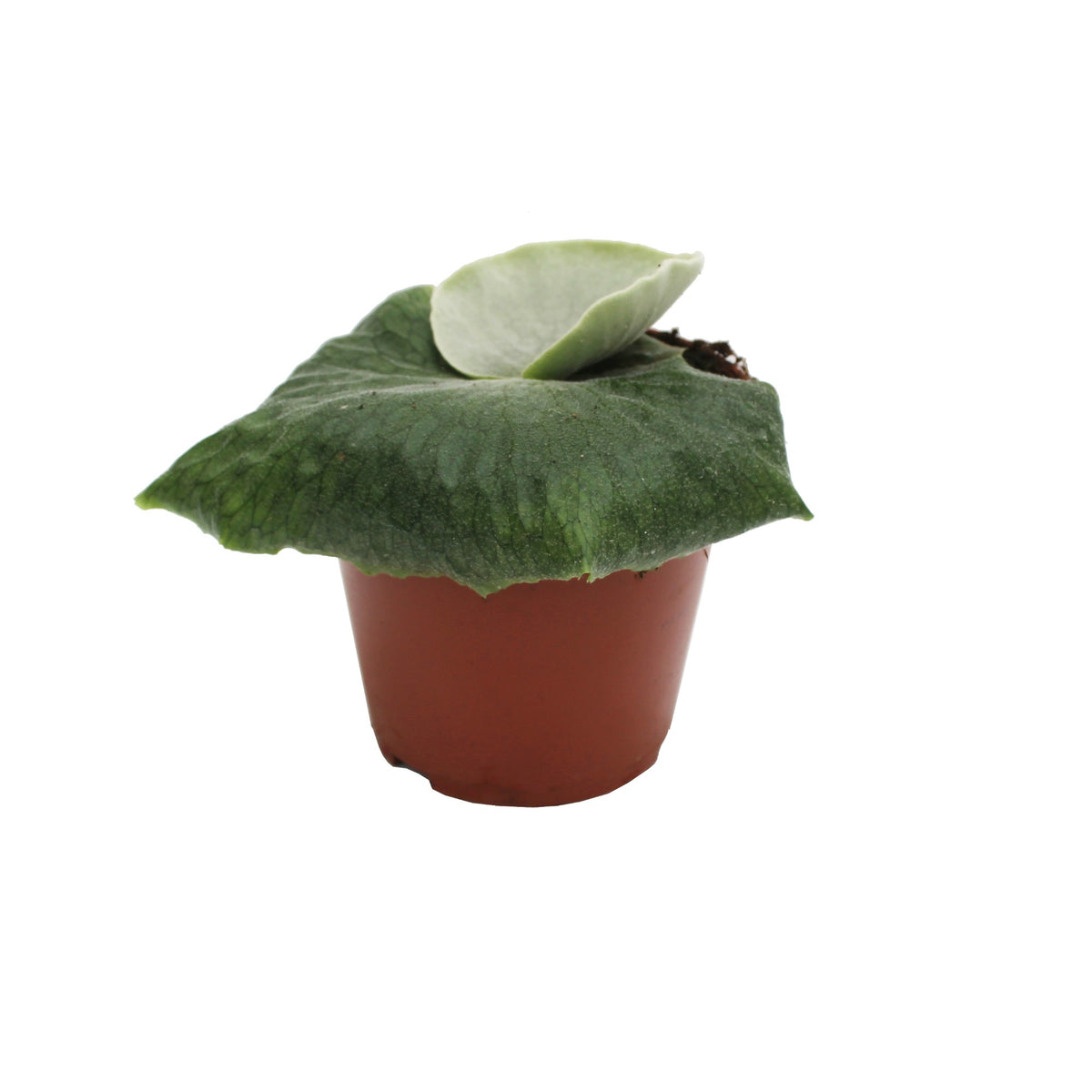 Platycerium superbum 15cm 12cm Pot