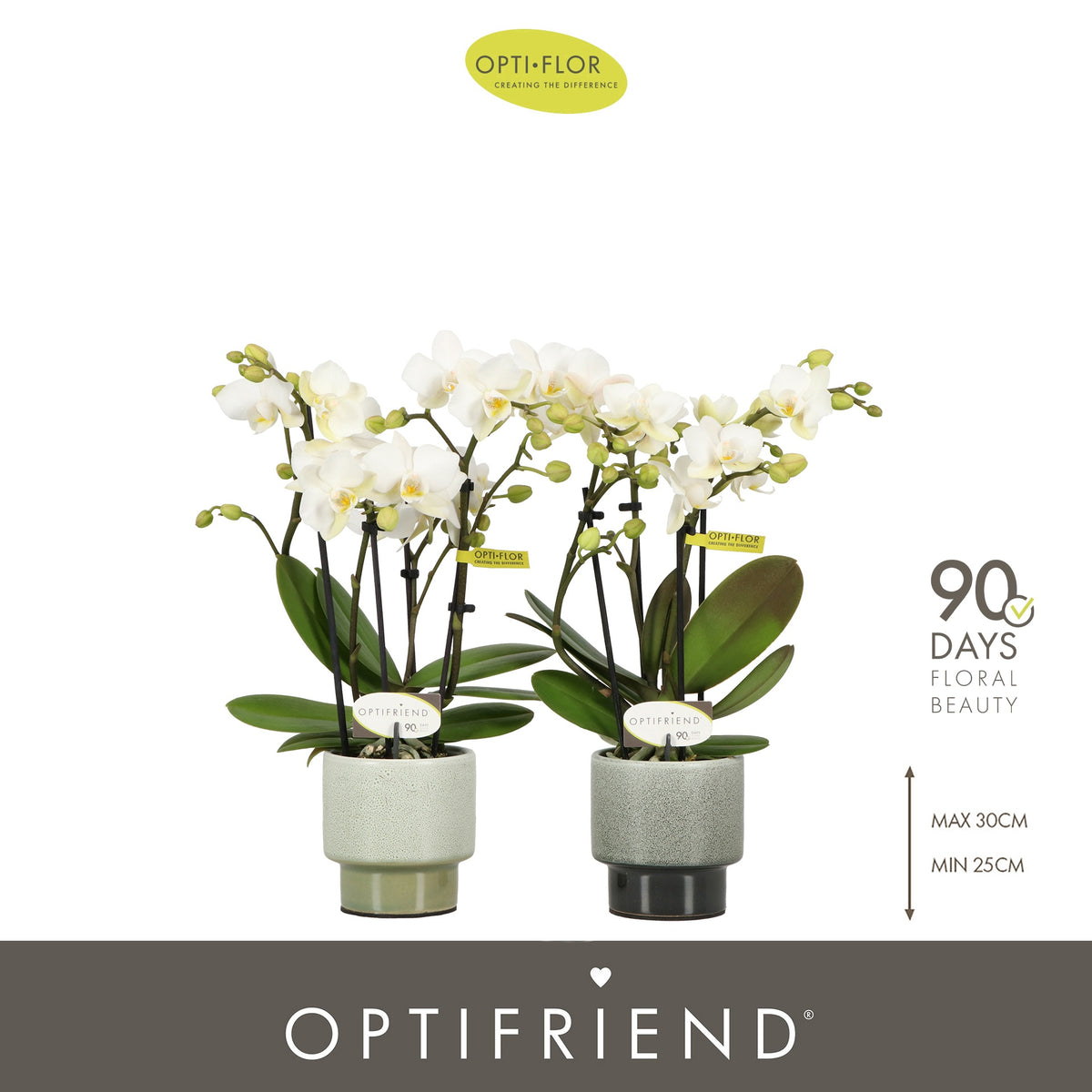 Phalaenopsis multiflora white 25cm 7cm Pot