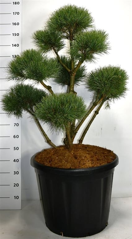 Pinus sylvestris Watereri 175cm 60cm Pot