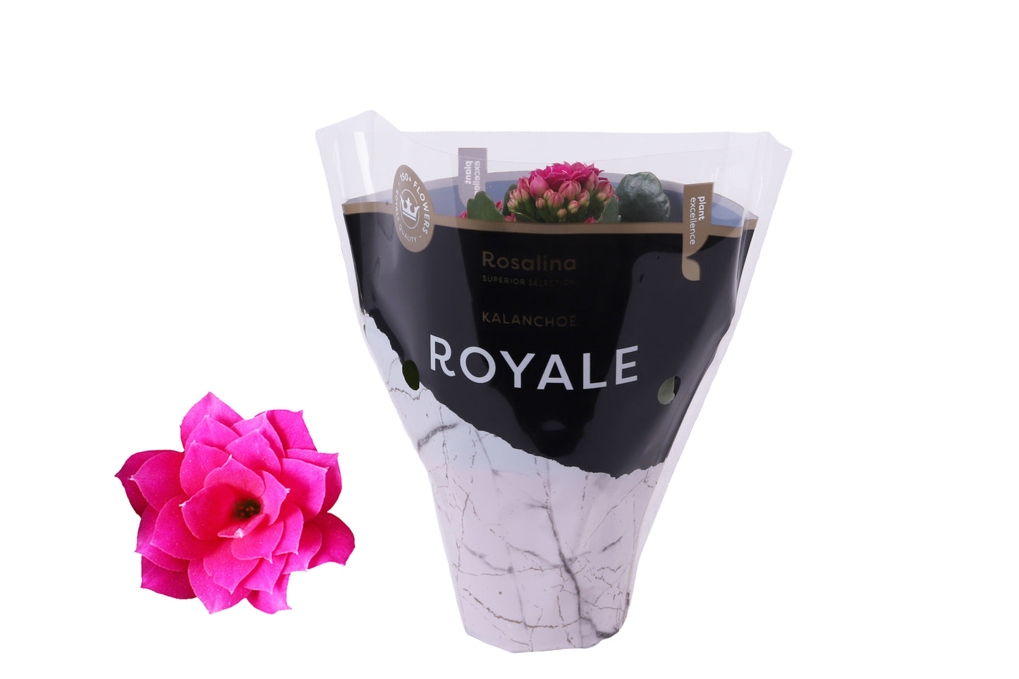 Kalanchoe Rosalina Don Victorio 15cm 7cm Pot
