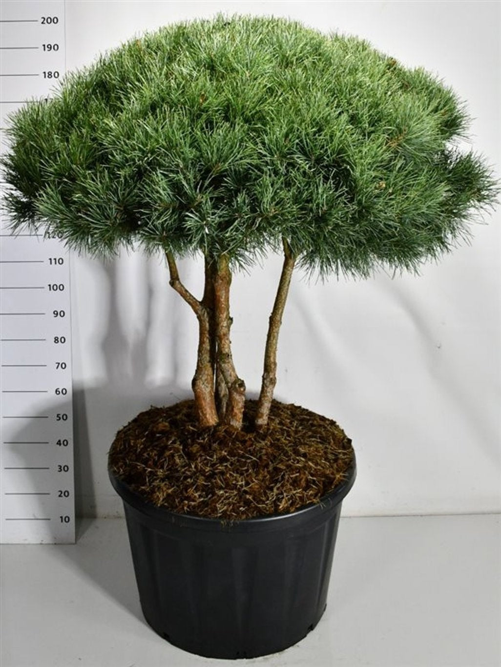 Pinus sylvestris Watereri 200cm 80cm Pot
