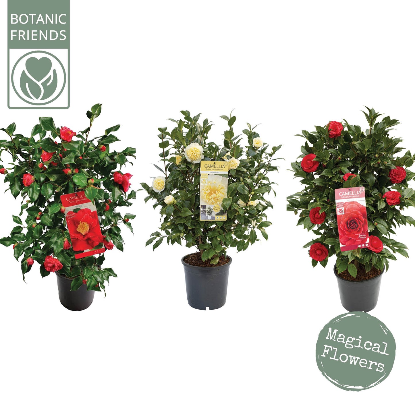 Camellia japonica 85cm 24cm Pot