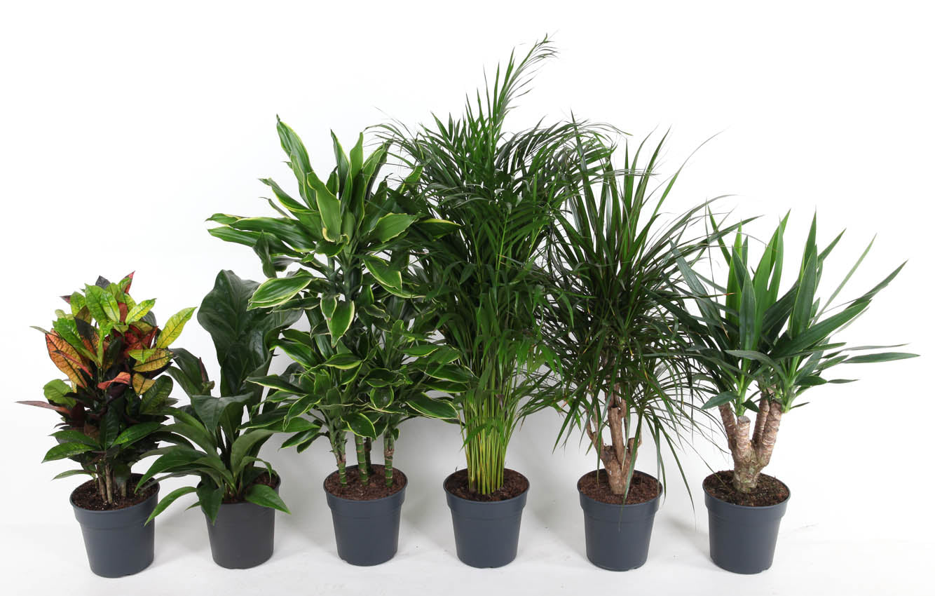 Foliage houseplants mix 80cm 21cm Pot