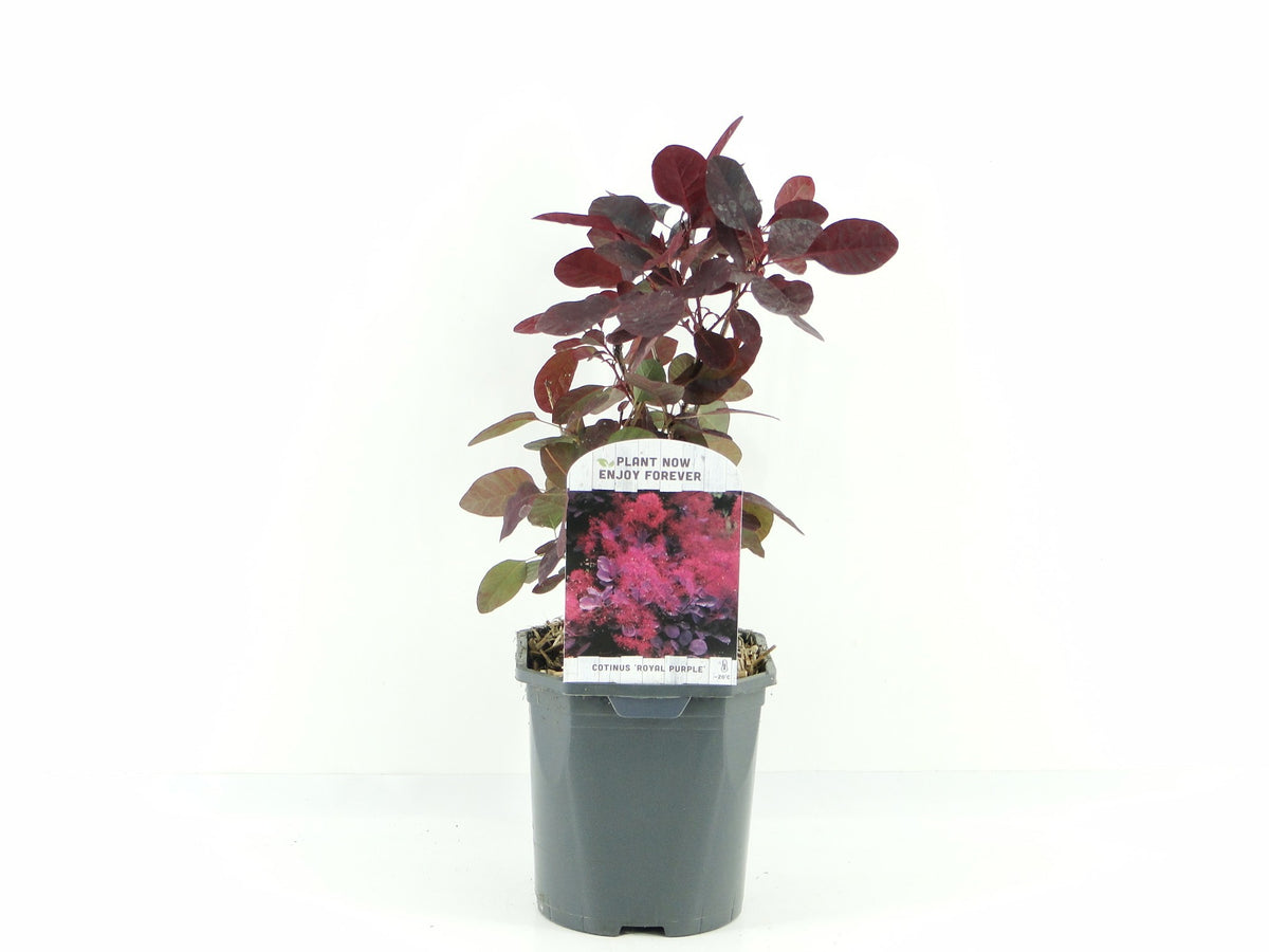 Cotinus Royal Purple 25cm 17cm Pot
