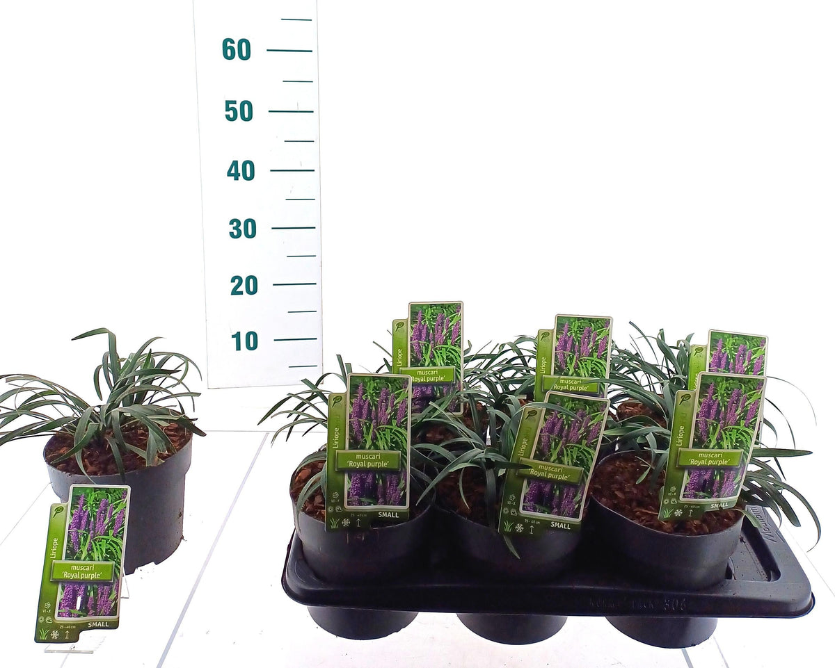 Liriope muscari Royal Purple 20cm 17cm Pot